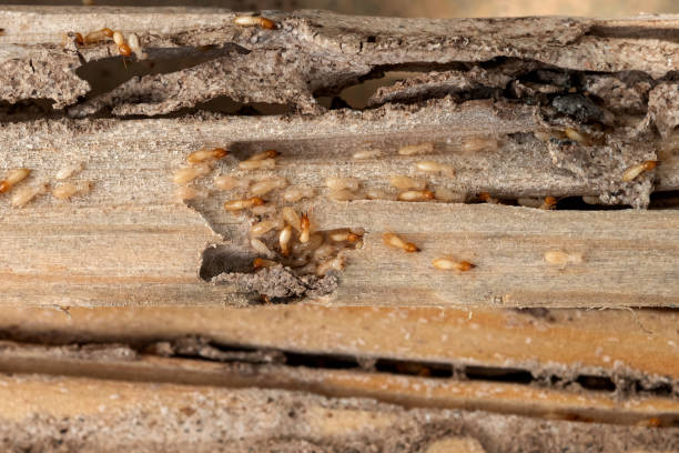 Best Residential Pest Control  in Quinnipiac University, CT